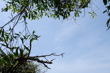 tree on blue sky