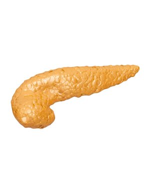 Pancreas, illustration