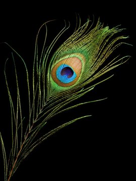 Peacock feather