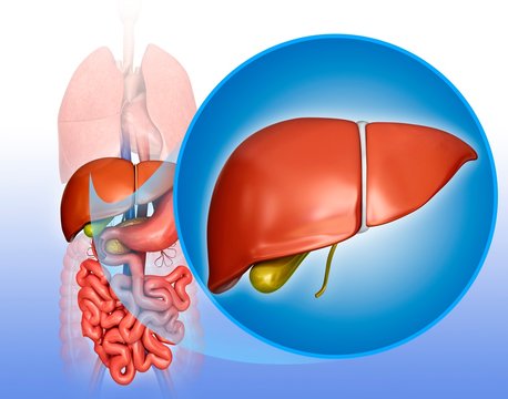 Liver and gall bladder, illustration