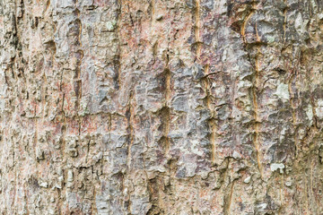 tree bark texture