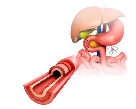Small intestinal wall, illustration