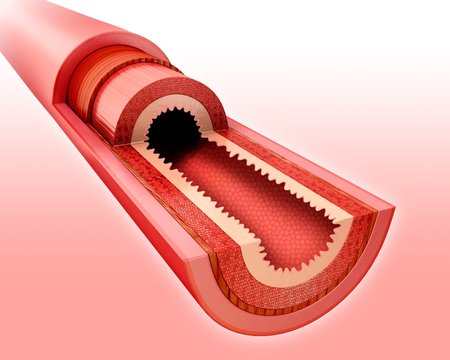 Small intestinal wall, illustration
