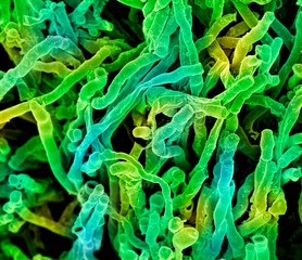 Actinomyces viscosus bacteria, SEM