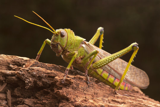 Giant grasshopper