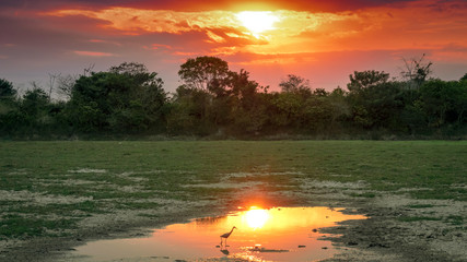 La Garza Y Su Atardecer Llanero