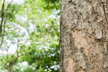 Obraz premium tree in the forest with blurred background