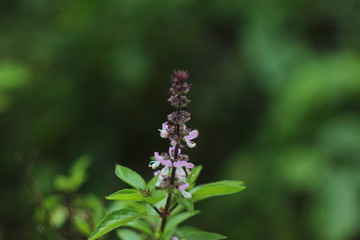 Thai Basil