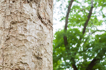 tree in the forest with blurred background