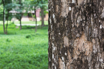 tree in the forest with blurred background