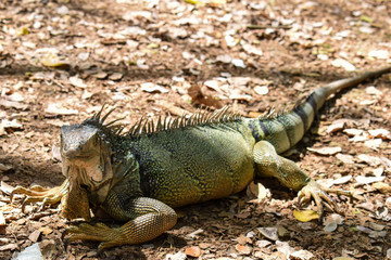 iguana at a park