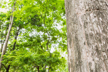 Fototapeta premium Teak tree in the forest