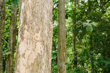 Teak tree in the forest