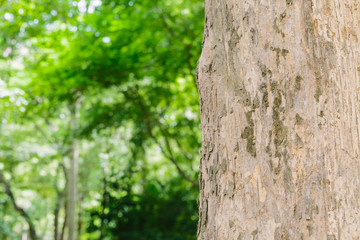 Obraz premium Teak tree in the forest with blurred background