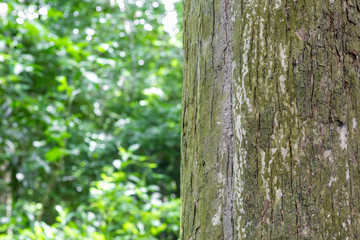 Obraz premium Teak tree in the forest with blurred background