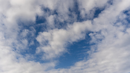 Fototapeta premium Blue sky with white clouds and a flock of birds in height.