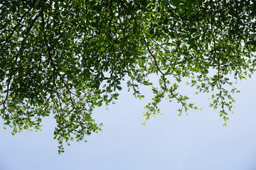 abstract background with green leaves