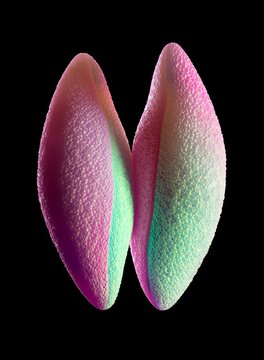 Bluebell Pollen Grains, Illustration