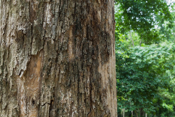 Teak tree in the forest 
