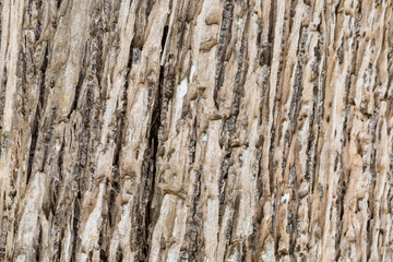 old tree bark