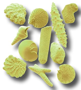Microfossils, SEM