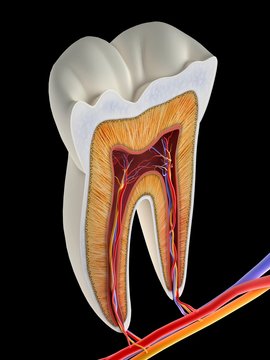 Molar tooth cross-section, artwork
