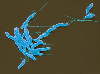 Campylobacter jejuni bacteria, SEM