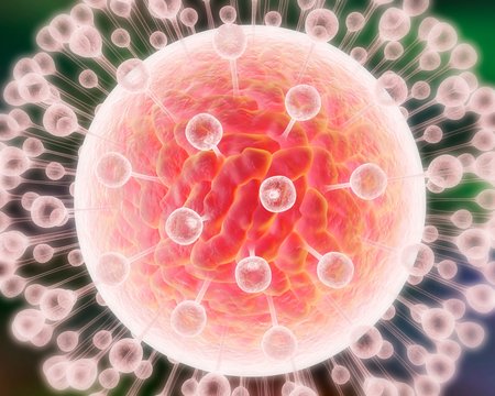 Zika virus, illustration