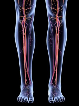Vascular system of the legs, artwork