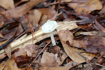 Mushroom