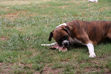 Boxer lying on grass eating
