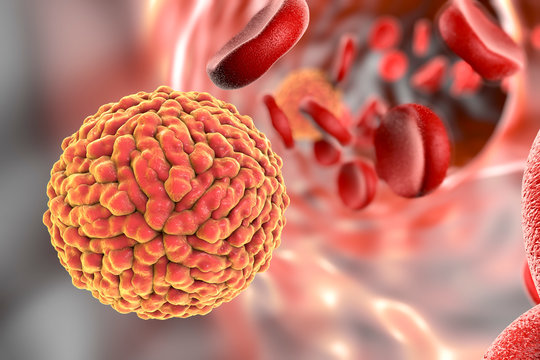 Zika virus in blood, illustration