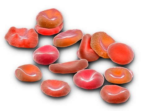 Red blood cells, SEM