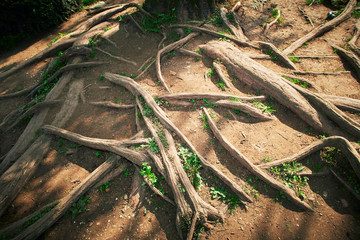 Big tree roots on the ground, with small thickets of grass between them.