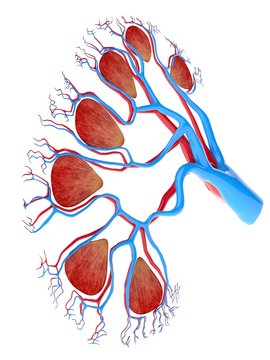 Human kidney, cut-away computer artwork