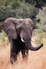 Fototapeta na wymiar African Elephants in golden grass field in Grumeti reserve, Serengeti Savanna forest