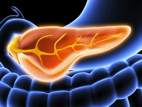 Cross section of pancreas, artwork