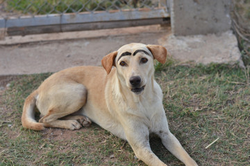 The dog was white eyebrows