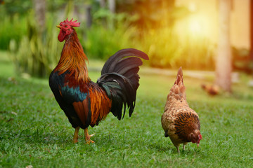 Two chickens for food in the grass