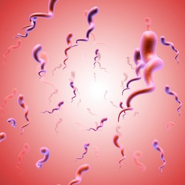 Syphilis bacteria, illustration