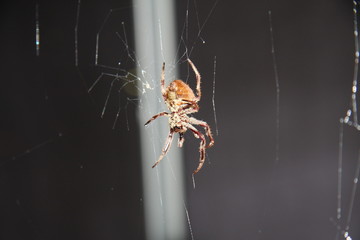 Spider on web at night