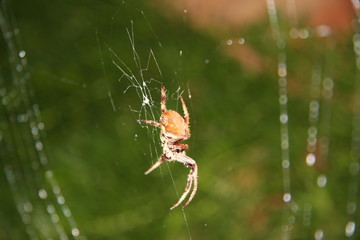 Spider on web