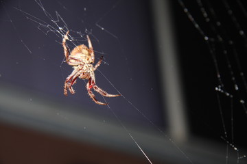 Spider on web at night