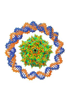 Adeno-associated virus, illustration