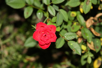 Small red rose in garden