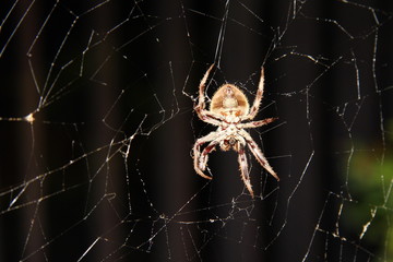 Spider on web at night