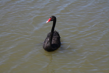 Black swan on lake