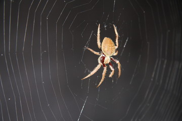 Spider on web at night