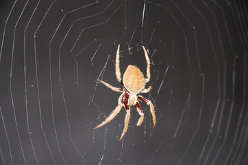 Spider on web at night