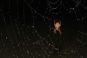 Spider on web at night rain